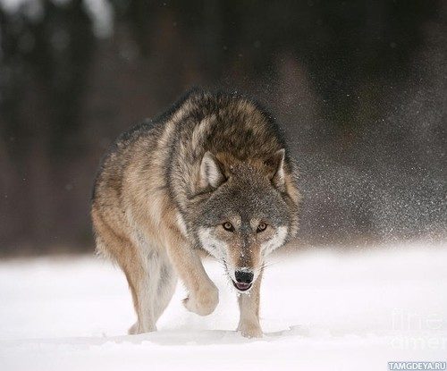 A gray wolf walks forward through snowy ground, lifting one paw and looking intently ahead. Snow is lightly kicked up around its legs, and a blurred forest is visible in the background.